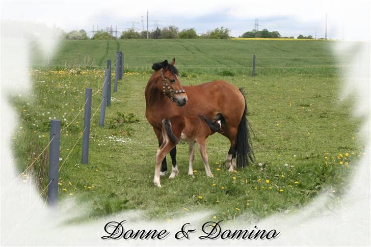 New Forest Donna NF 1758 billede 15