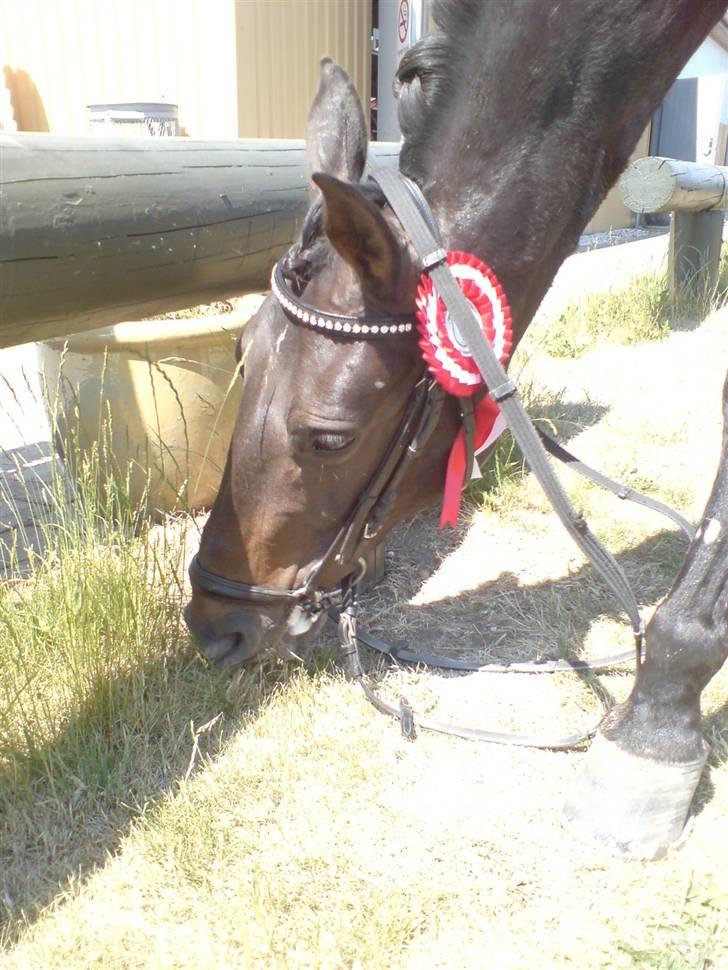 Anden særlig race Invincible (Andrea) <3 - 11) Fotograf: Marie Lundholm billede 11