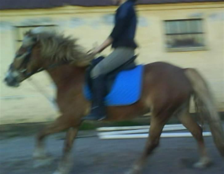 Haflinger Ronja  - Ronja og kristine tar lige en gallop:) billede 18