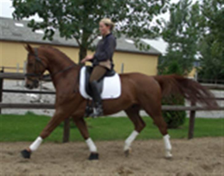 Dansk Varmblod Mølholms Ficko - Fitsko´s salgsbillede, men jeg kendte ham inden så det fik jeg ikke set så meget af.. :D billede 1