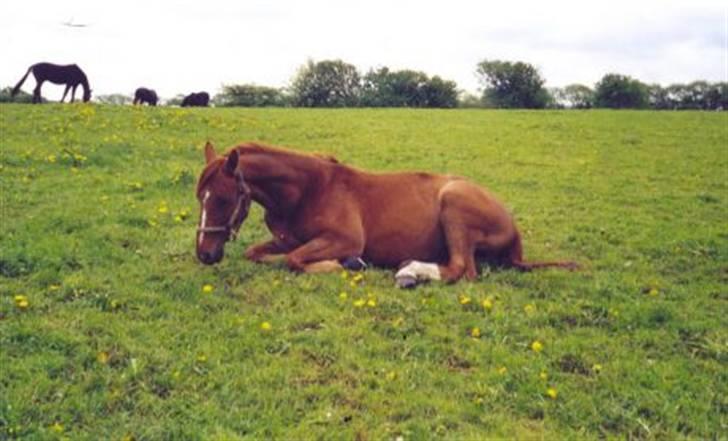 Dansk Varmblod Mølholms Ficko - Puha det er hårdt at være rød.. :P billede 3