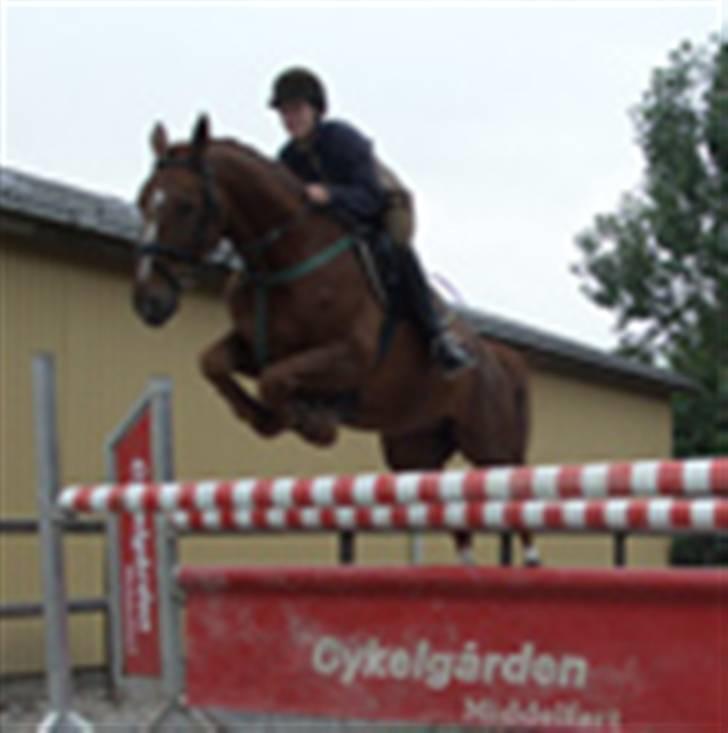 Dansk Varmblod Mølholms Ficko - Salgsbillede igen.. billede 4