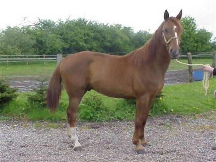 Dansk Varmblod Mølholms Ficko - Fitsko som 4-års.. billede 5