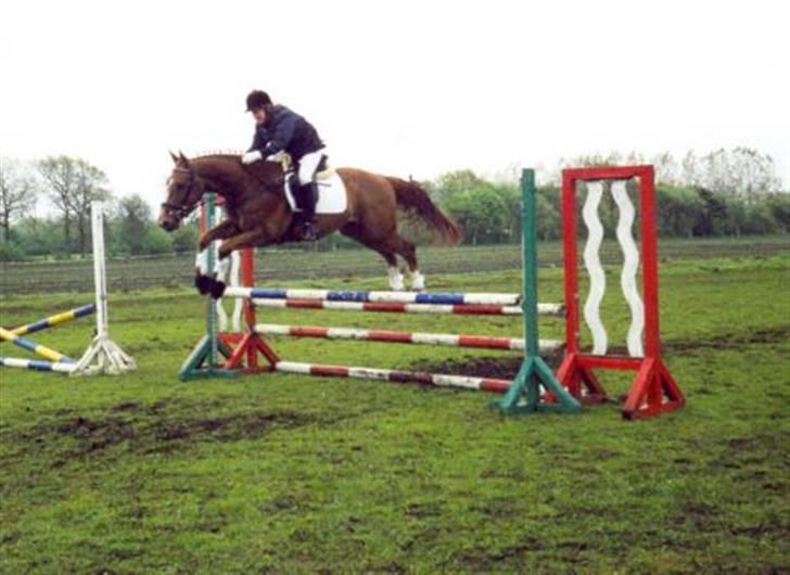Dansk Varmblod Mølholms Ficko - Fitsko og Louise til stævne.. :) billede 7