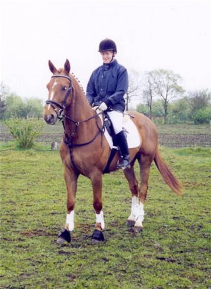 Dansk Varmblod Mølholms Ficko - Fitsko og Louise til stævne.. :) billede 8