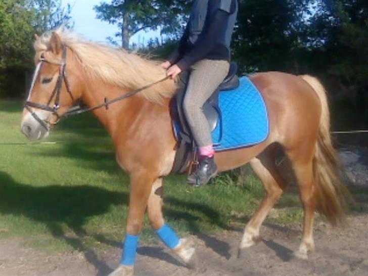 Haflinger Ronja  - Kitty :) og ronja basse :) inde vi skal ride (D. 3.april.2008) billede 19