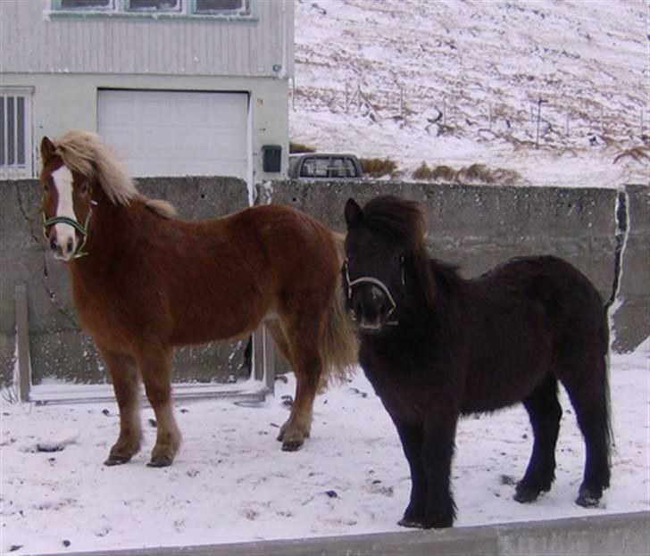 Færøsk hest Grettir [Haft i pleje] - Grettir sammen med islænderen Huginn :P Er de ik søde? :D | 01-02-2008 billede 2