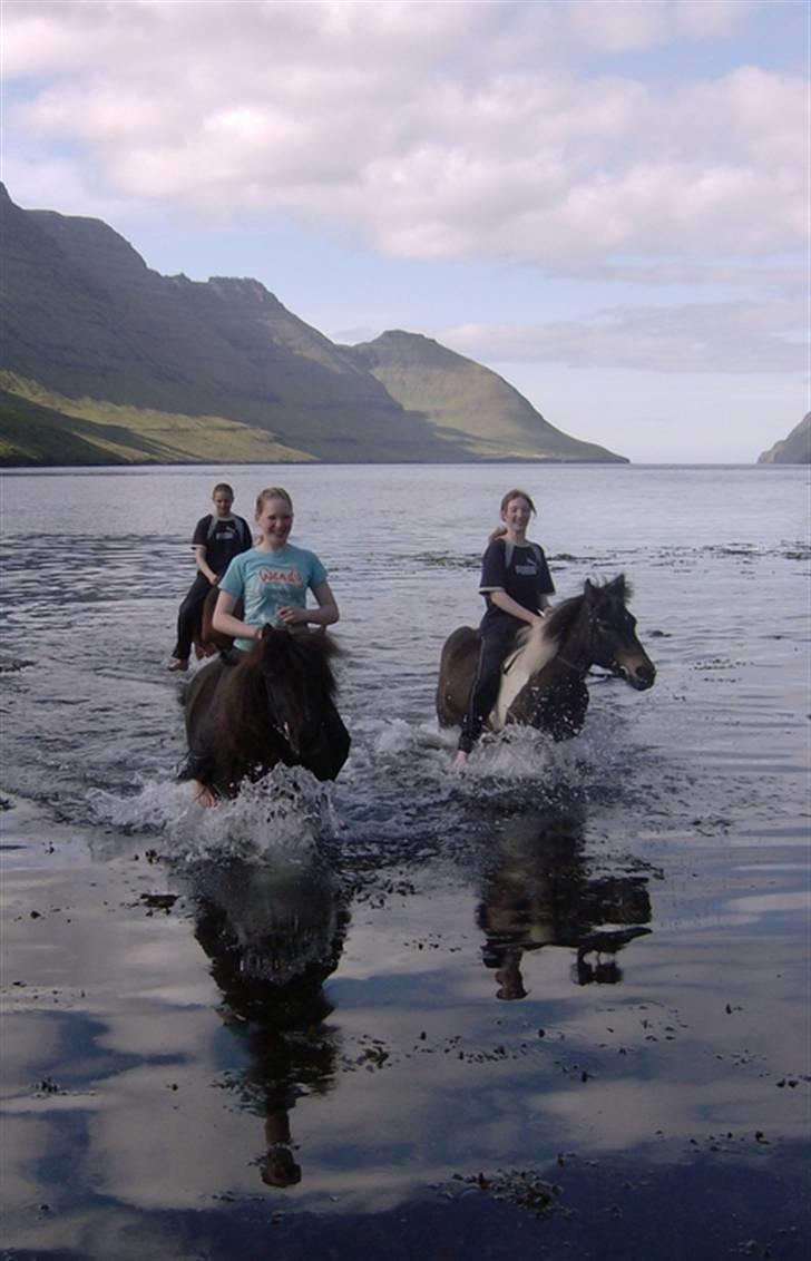 Færøsk hest Grettir [Haft i pleje] - Det her var sjovt! xD (kig ik på vores ansigter! :I) | 18-08-2007 billede 3