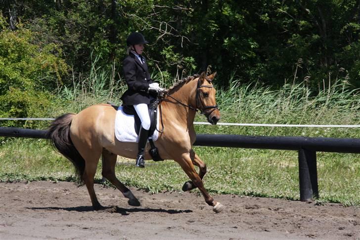 Anden særlig race Grønagergårds Ricki - 13)  billede 13