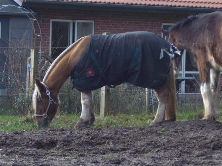 Jyde HECTOR billede 6