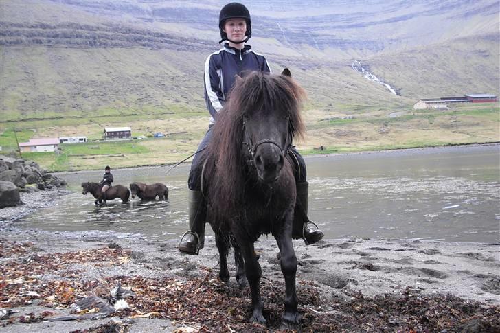 Færøsk hest Grettir [Haft i pleje] - Lige været og badet (: | 20-05-2009 billede 5