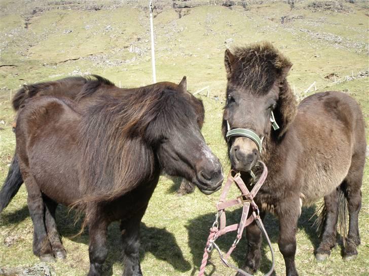 Færøsk hest Grettir [Haft i pleje] - 2 stk. fjollehoveder :p | 13-05-2009 billede 6