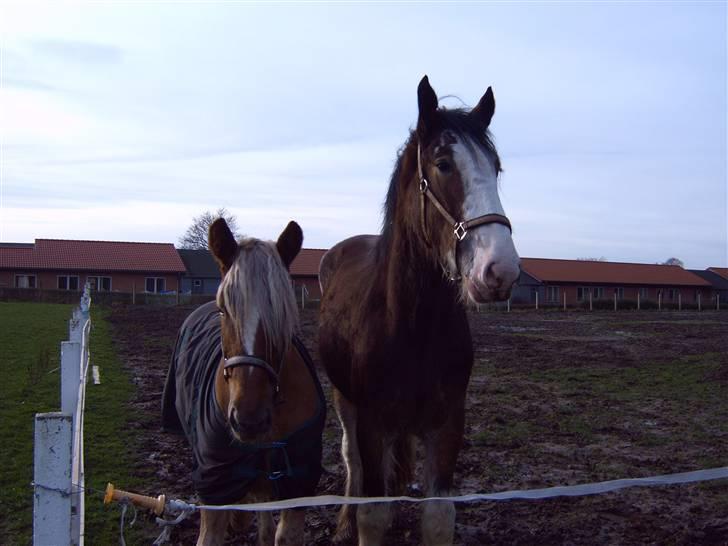 Jyde HECTOR billede 7