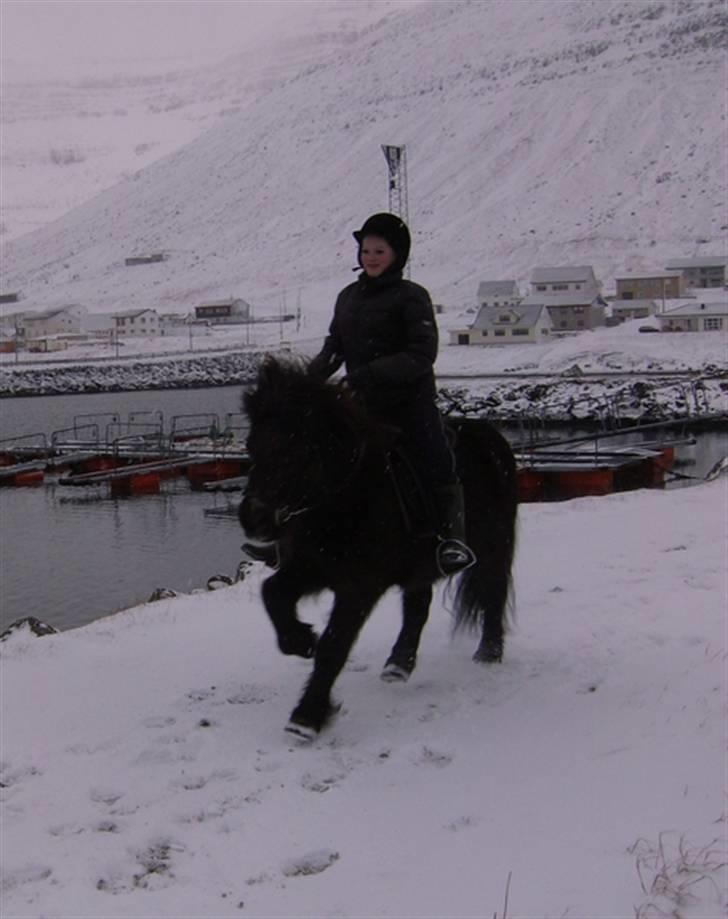 Færøsk hest Grettir [Haft i pleje] - Diana og Grettir galoperer =) (Blev lidt sløvt :/) | 02-02-2008 billede 7