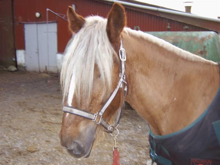 Jyde HECTOR billede 8