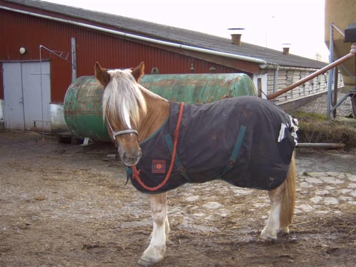 Jyde HECTOR billede 9