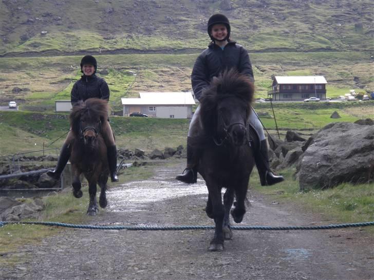 Færøsk hest Grettir [Haft i pleje] - Grani og Grettir ;o) | 20-05-2009 billede 10
