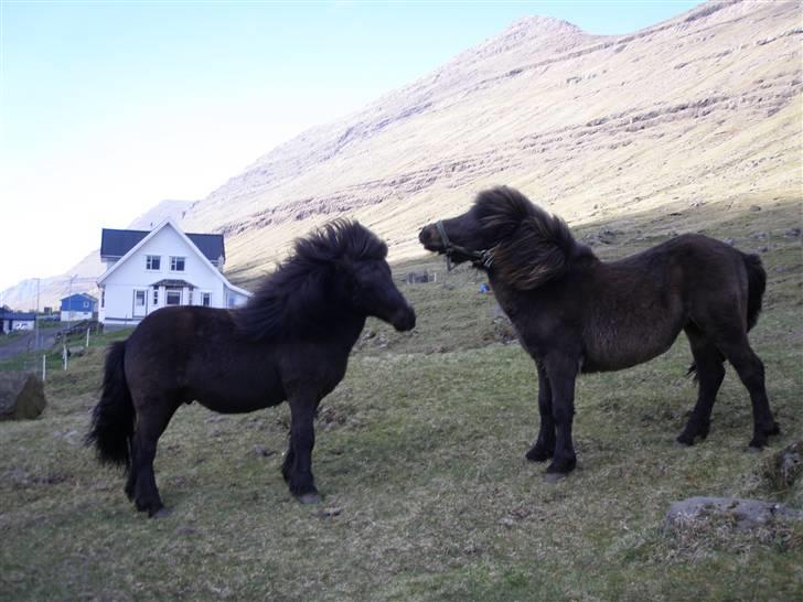 Færøsk hest Grettir [Haft i pleje] - Grettir og Líggjas :p | 13-05-2009 billede 13