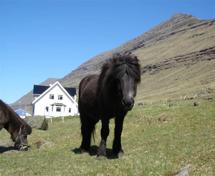 Færøsk hest Grettir [Haft i pleje] - Grettir :) | 12-05-2009 billede 14