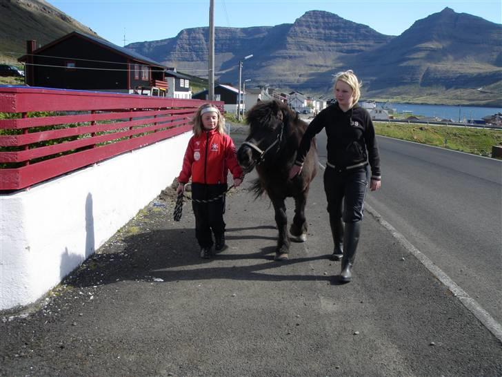 Færøsk hest Grettir [Haft i pleje] - Bliver trukket over til os :p | 15-05-2009 billede 15