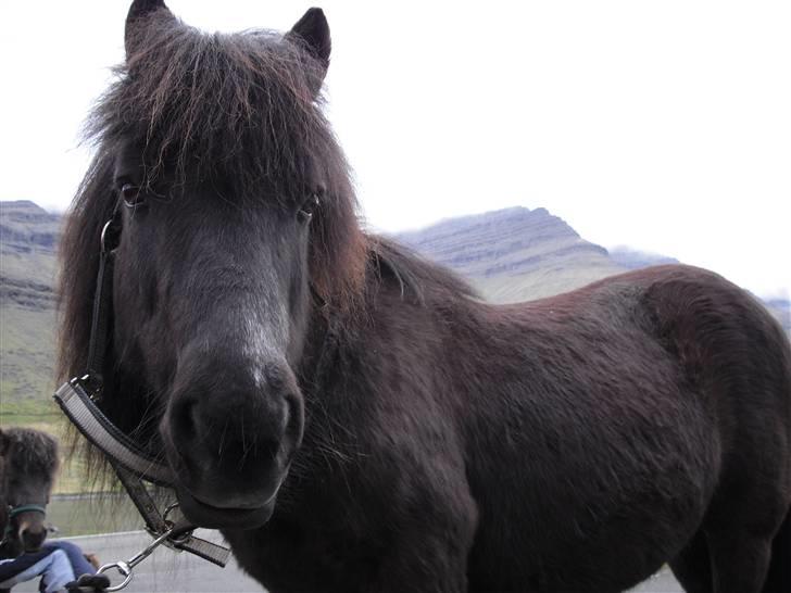 Færøsk hest Grettir [Haft i pleje] - Grettir (: | 18-05-2009 billede 17