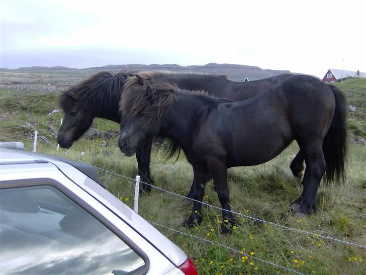 Færøsk hest Grettir [Haft i pleje] - Grettir sammen med Marmarankur og Svarti ;o) (hos tidligere ejer Maria) | 16-07-2007 billede 18