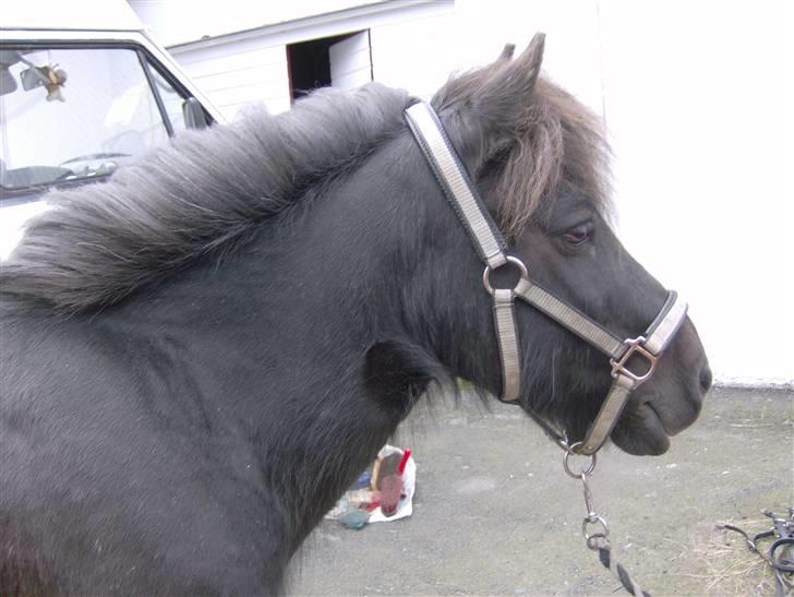 Færøsk hest Grettir [Haft i pleje] - Grettir med manen "væltet" over på den anden side. Han har en så lækker sort farve, der hvor solen ik kan komme til og blege ;o) | 17-08-2008 billede 19