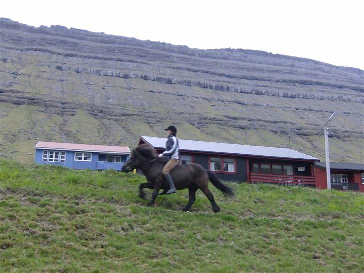 Færøsk hest Grettir [Haft i pleje] - Mig og Grettir i galop :P | 27-05-2008 billede 20