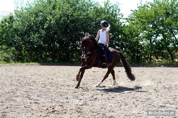 Welsh Pony (sec B) KallistalodgeViper RIP:'( - jubii jeg flyver........... billede 2