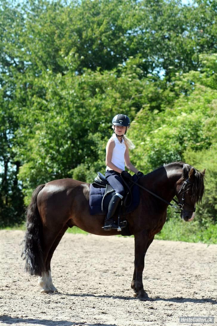 Welsh Pony (sec B) KallistalodgeViper RIP:'( - kan godt stå stille. billede 3