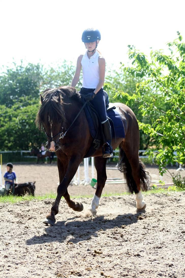 Welsh Pony (sec B) KallistalodgeViper RIP:'( - ihhh det dressur....... billede 4