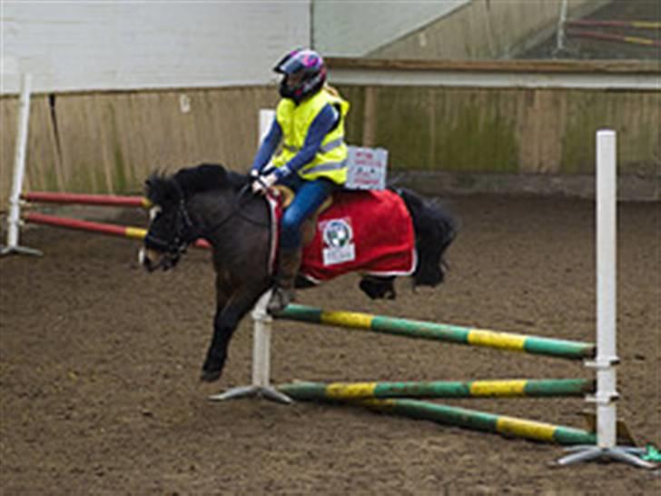 Anden særlig race spitco (SOLGT) - nu er vi inde på banen med sofus kæmpe hest billede 17