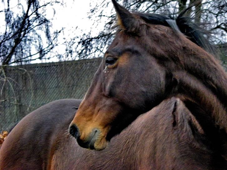 Oldenborg Beauty  - Velkommen til Beauty´s profil.  billede 2