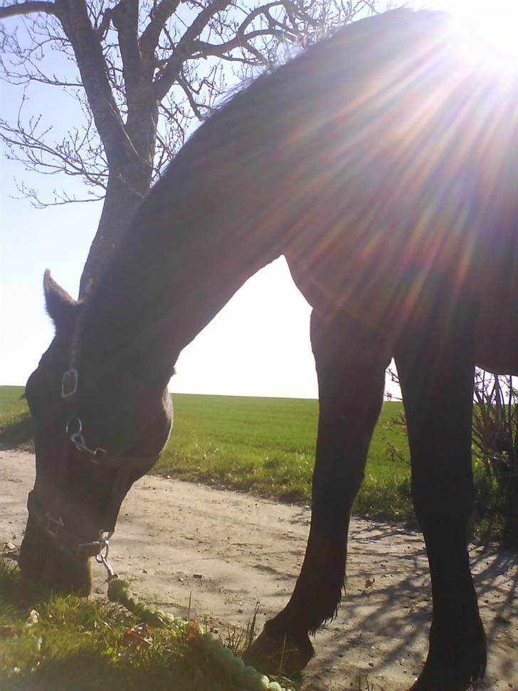 Oldenborg Beauty  billede 4
