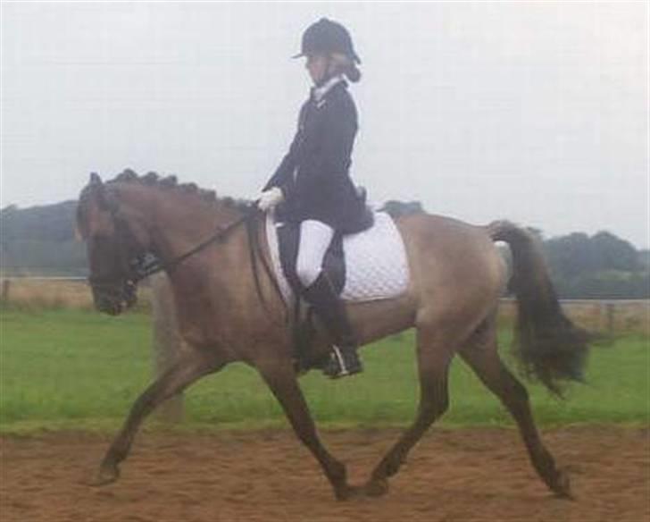 Anden særlig race apollon (solgt) - smukke apollon dreng ( :08 billede 6