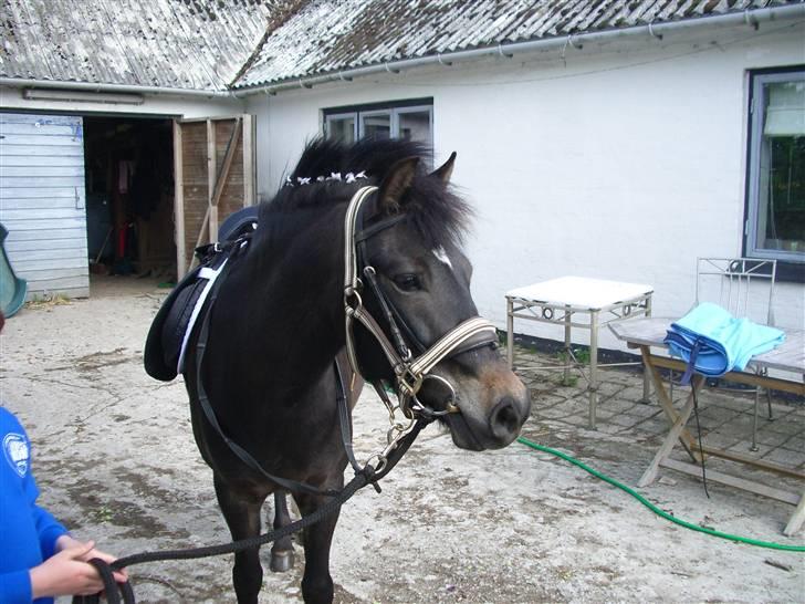 Anden særlig race Baily - smukke Baily billede 9