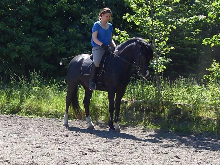 Oldenborg Tyson II R.I.P - træning billede 12