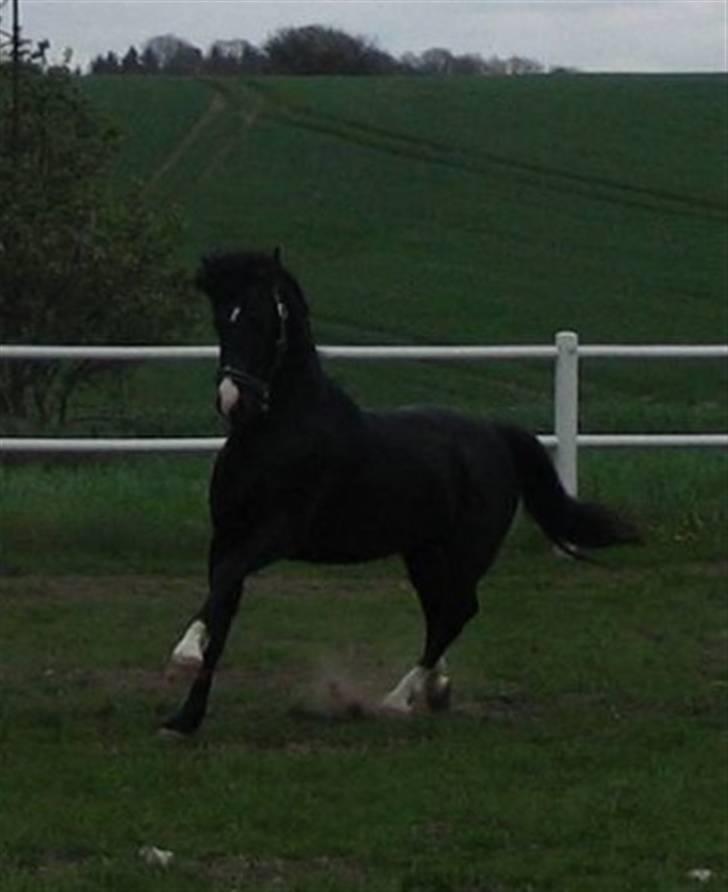 Oldenborg Tyson II R.I.P - da han var hingst. hvor er han bare fin:p billede 14