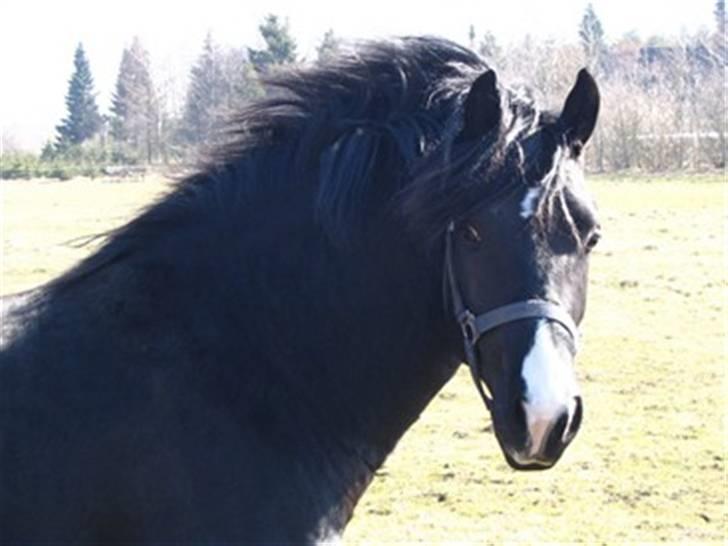 Oldenborg Tyson II R.I.P - der var han 1 halv år. og stadig hingst billede 15