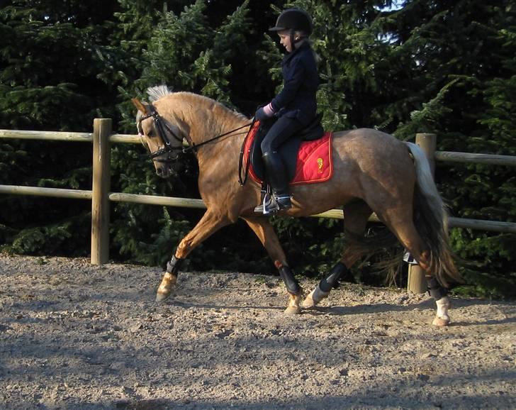 Welsh Pony (sec B) Låddenhøjs Zennia - Anne og Zennia - April 2007 billede 1