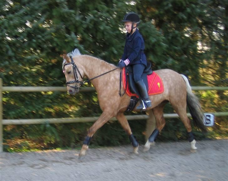 Welsh Pony (sec B) Låddenhøjs Zennia - Anne øver dressur med Zennia billede 2