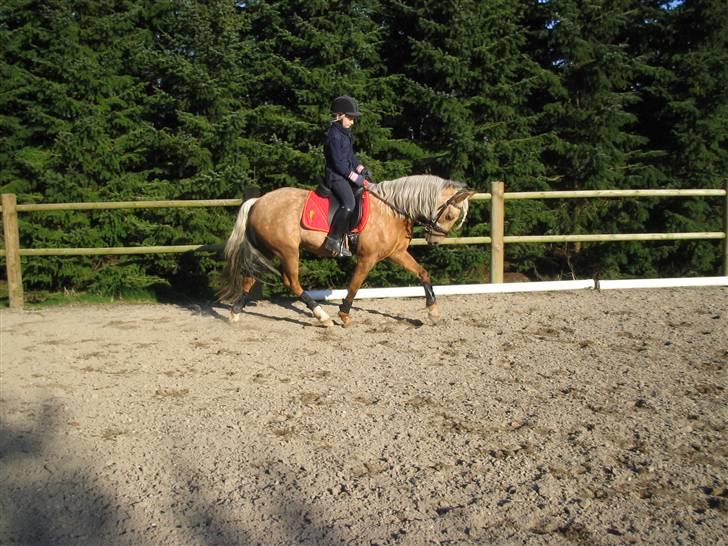 Welsh Pony (sec B) Låddenhøjs Zennia - Mere dressur.... billede 3