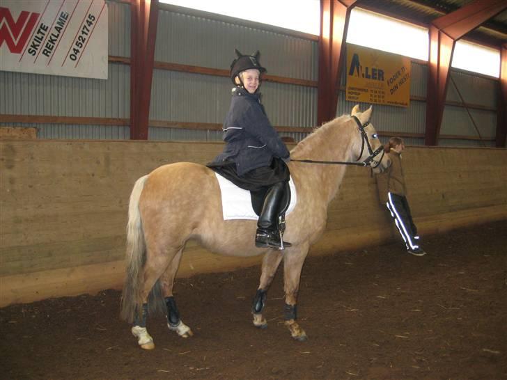 Welsh Pony (sec B) Låddenhøjs Zennia - Zennia til 1 stævne i 10 måneder - nu ifolet - skal fole til juni. billede 4