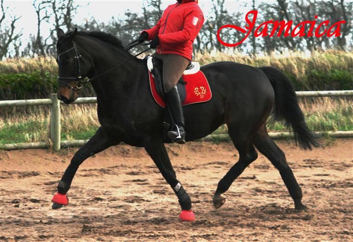 Trakehner  - Jamaica III -  billede 19