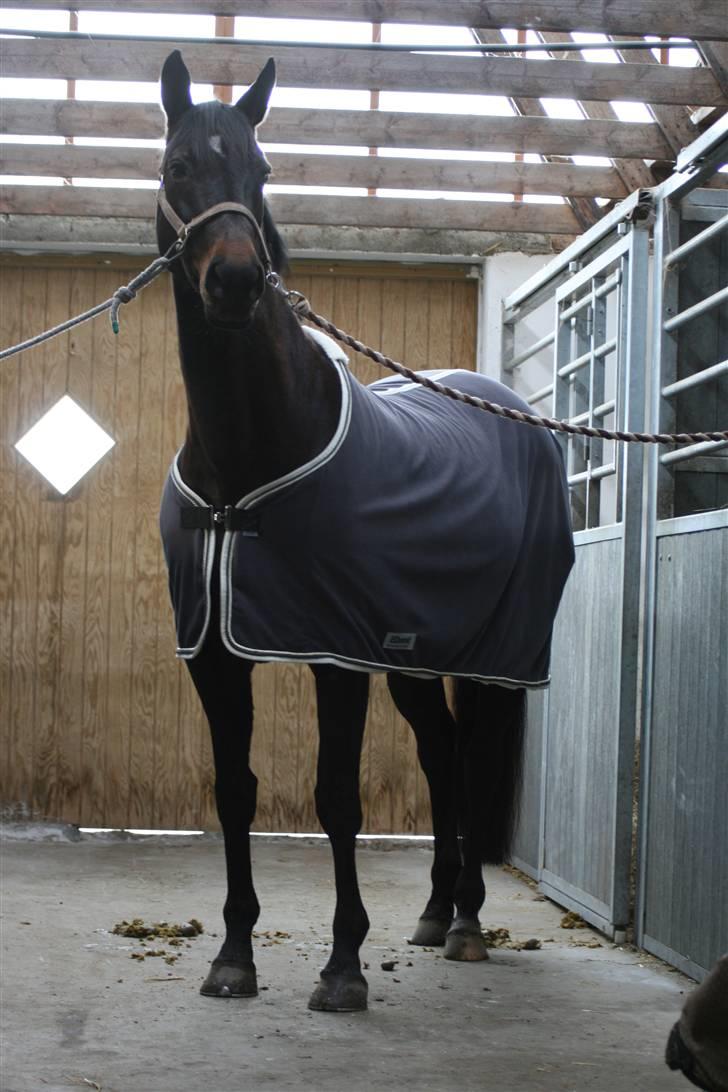 Trakehner  - Jamaica III -  - I stalden :) billede 20