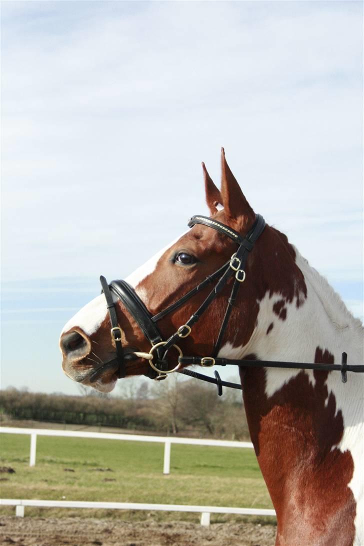 Pinto Shakira - Velkommen til Shakira´s profil :) billede 1