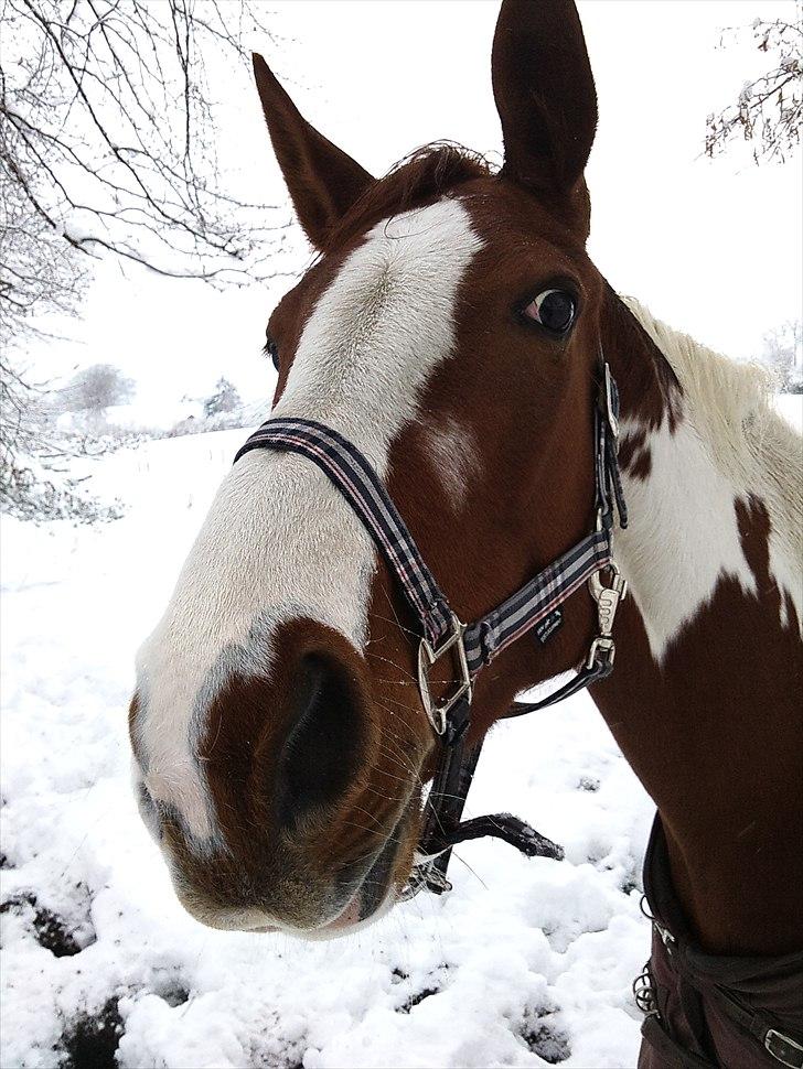Pinto Shakira - på fold i snevejr billede 2