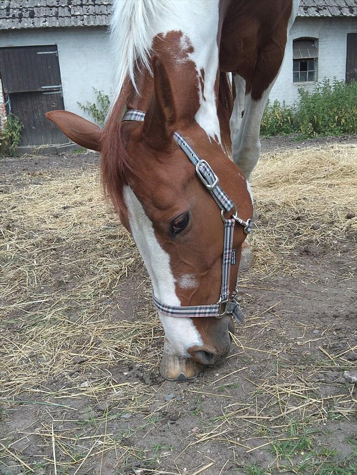 Pinto Shakira - Shakira på fold billede 3