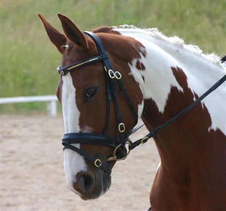 Pinto Shakira - Stævne 21/6-08 Foto: Joan Kvolbæk billede 4
