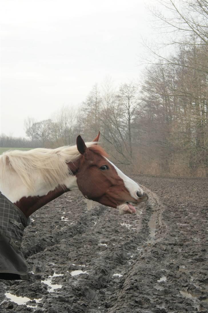 Pinto Shakira - Ad, jord smager ikke godt ! billede 6